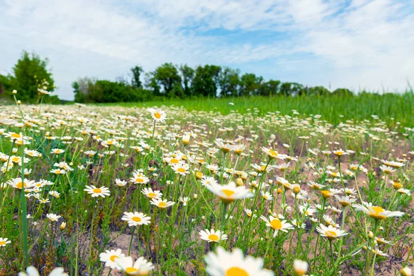 Gyönyörű festői színes vadvirág kamilla százszorszép mező rét természet táj. Vibráló sokszínű vidék vidéki sztyeppe willdflower jelenet kék tiszta ég háttér — Stock Fotó