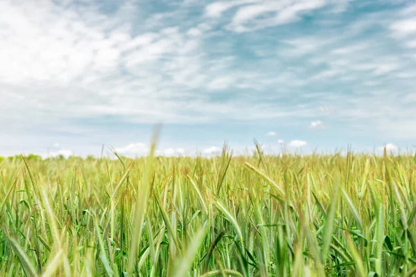 Scenic landschap van groeiende jonge organische tarwe stengel veld tegen de blauwe lucht op heldere zonnige zomerdag. Groeiachtergrond graangewassen. Begrip agribuisness in de landbouw — Stockfoto