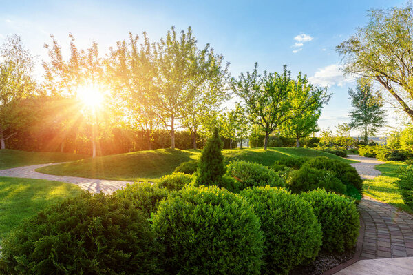 Generic green fresh round spheric boxwood bushes wall with warm summer sunset light on background at ornamental english garden at yard. Early autumn green natural landscape park background