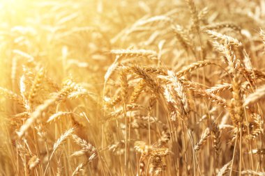 Olgun altın organik buğday tarlasının manzarası yaz günü parlayan güneşli fasulyeye karşı. Mısır gevreği hasat büyüme geçmişi. Tarım sektörü iş konsepti.