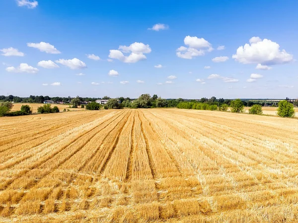 Bovenaanzicht Vanuit Lucht Van Geoogst Gemaaid Goudkorenveld Heldere Zomer Herfstdag — Stockfoto