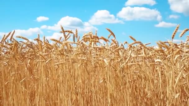 Peisaj scenic de câmp de tulpină organică de grâu ripegolden împotriva cerului albastru în ziua de vară însorită strălucitoare. Cereale recolta fundal de creștere. Conceptul de afaceri agribuisness agricol — Videoclip de stoc