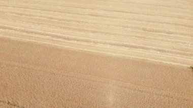 Hava aracı üst görünümü Büyük güçlü endüstriyel hasat makinesini birleştirerek parlak yaz ya da sonbahar gününde altın olgun buğday gevreği tarlası hasat ediyor. Tarım sarı alan makineleri arka planı