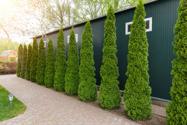 在农舍后院的小径上，一排排高大的常绿刺槐树，绿色的篱笆。园林设计、顶层及维修 — 图库照片