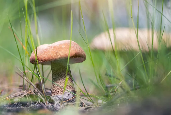 Scenic closeup view of gowing grote smakelijke eetbare cep paddenstoel in het wild groen gras bos. Bruin natuurlijk porcini boletus edulis in russisch bos in het najaar — Stockfoto