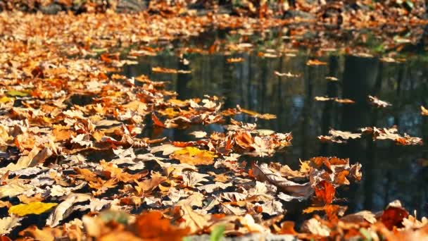 阳光明媚的日子里，秋天干枯的落叶飘浮在风景公园或森林的池塘或湖面上。秋天的金黄色叶子与树的倒影。秋色背景 — 图库视频影像