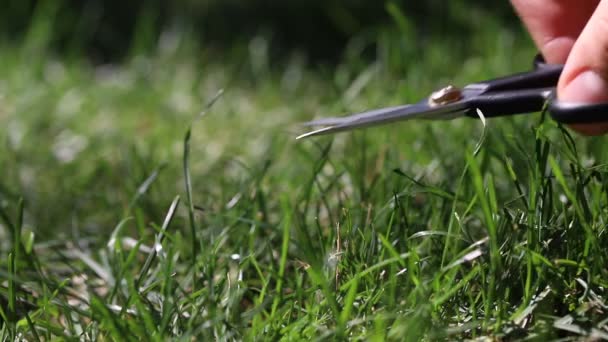 Close-up detail view of man hand cutting green grass on backyard garden with small nail scissors on bright summer sunny day. Accurate perfect lawn mowing care maintenance and service concept — Stock Video