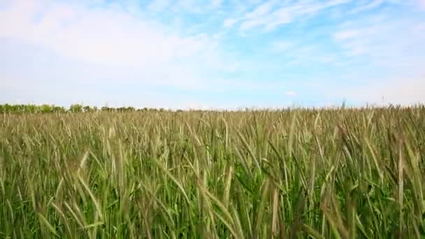 Мальовничий ландшафт вирощування молодих органічних стебел пшениці на тлі блакитного неба в яскравий сонячний літній день. Тло росту урожаю зернових культур. Концепція агропромислового бізнесу — стокове відео