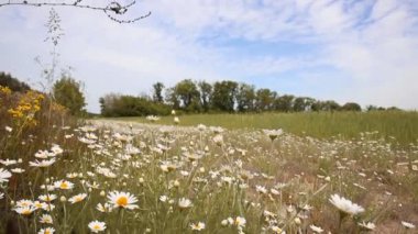 Güzel rengarenk yabani çiçek papatya papatya tarlası çayırı rüzgar doğasında sallanıyor. Çok renkli kırsal bozkır bozkır manzarası mavi berrak gökyüzü arka planıyla