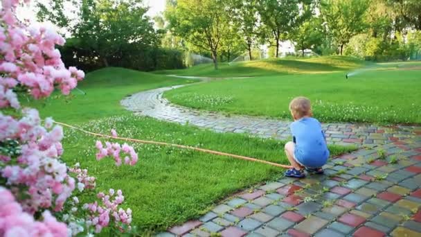 Милый очаровательный белый блондин-мальчик веселится поливая садовый цветок и лужайку со шланговым разбрызгивателем на заднем дворе в солнечный день. Ребенок маленький помощник учиться садоводству на открытом воздухе летом — стоковое видео