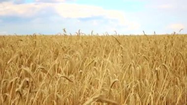 Parlak güneşli yaz gününde mavi gökyüzüne karşı olgun organik buğday sapı tarlası manzarası. Mısır gevreği hasat büyüme geçmişi. Tarım sektörü iş konsepti.