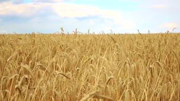 晴れた夏の日には青空に対して 熟した黄金の有機小麦の茎のフィールドの風景 穀物収穫の成長の背景 農業生産性ビジネスコンセプト — ストック動画