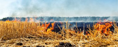 Wildfire on wheat field stubble after harvesting near forest. Burning dry grass meadow due arid climate change hot weather and evironmental pollution. Soil enrichment with natural ash fertilizer. clipart