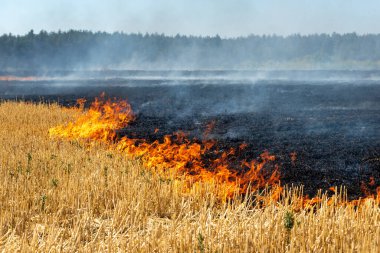 Wildfire on wheat field stubble after harvesting near forest. Burning dry grass meadow due arid climate change hot weather and evironmental pollution. Soil enrichment with natural ash fertilizer clipart
