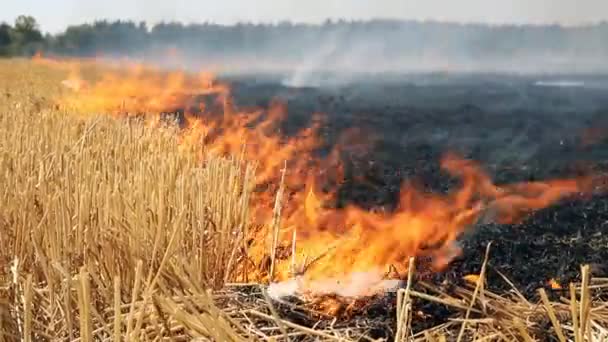 Wildfire na pšeničném poli strniště po sklizni poblíž lesa. Spalování suché travní louky v důsledku vyprahlých klimatických změn, horkého počasí a evironmentálního znečištění. Obohacování půdy přírodním asfaltovým hnojivem — Stock video