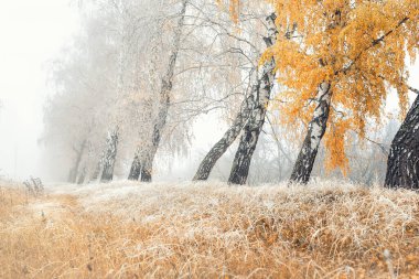 Sarı yapraklar ve kuru donmuş çimlerle kaplı yol kenarındaki ağaçlık huş ağacı sokağının manzarası. Buz gibi kar ve sabah sisi ile kaplı. Güzel Kasım doğa doğa arka plan