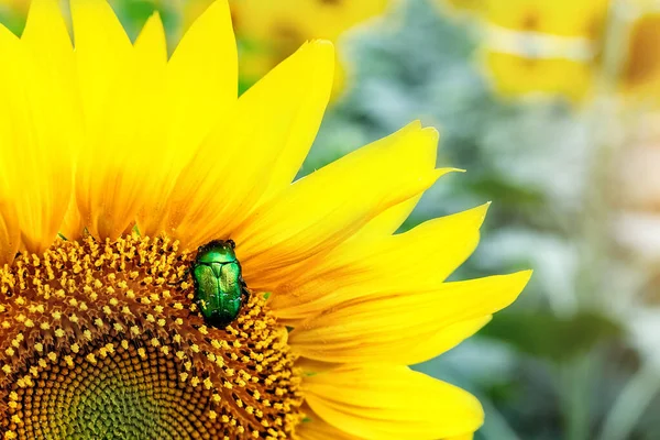 Großaufnahme hellgrüner Rosenkäfer, der Pollen von Sonnenblumenfeldern sammelt. Lebendige bunte Sommer Hintergrund — Stockfoto