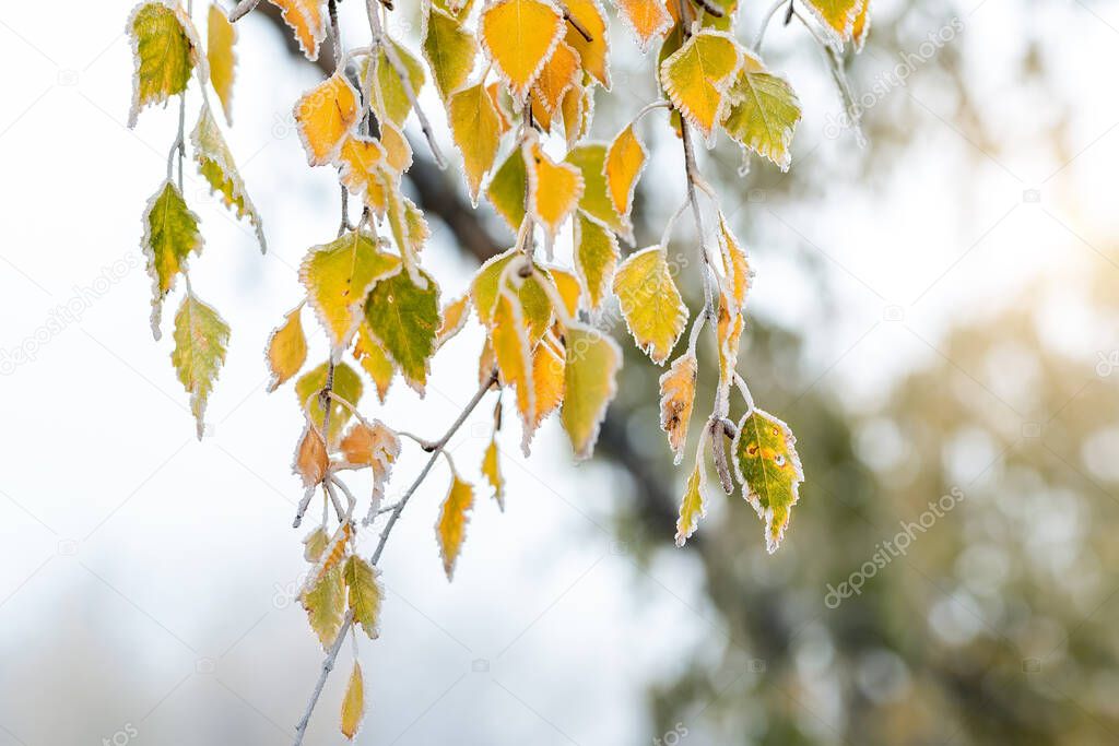 Close-up detail view of birch tree branch with yellow green leaves covered by frozen first hoar frost snow. Beautiful november nature outdoor abstract background