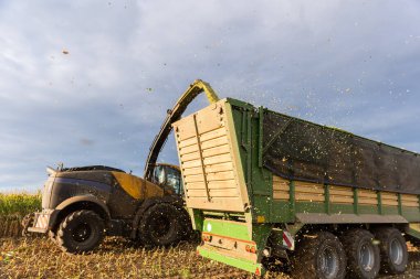 Çağdaş biçerdöver kombinatörü mısır tarlası mısır tarlası mısır tarlası güneşli bir sonbahar sabahı ve bulutlu bir gökyüzü. Ağır tarım makineleri çalışıyor. Çiftlik hayvanları mısırla besleniyor.
