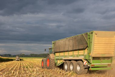 Çağdaş biçerdöver kombinatörü mısır tarlası mısır tarlası mısır tarlası güneşli bir sonbahar sabahı ve bulutlu bir gökyüzü. Ağır tarım makineleri çalışıyor. Çiftlik hayvanları mısırla besleniyor.