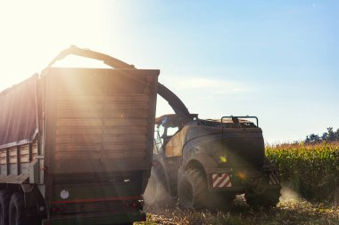 Çağdaş biçerdöver kombinatörü mısır tarlası mısır tarlası mısır tarlası güneşli bir sonbahar sabahı ve bulutlu bir gökyüzü. Ağır tarım makineleri çalışıyor. Çiftlik hayvanları mısırla besleniyor.