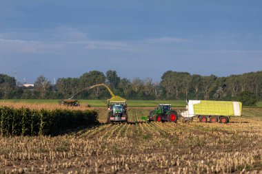 Çağdaş biçerdöver kombinatörü mısır tarlası mısır tarlası mısır tarlası güneşli bir sonbahar sabahı ve bulutlu bir gökyüzü. Ağır tarım makineleri çalışıyor. Çiftlik hayvanları mısırla besleniyor.