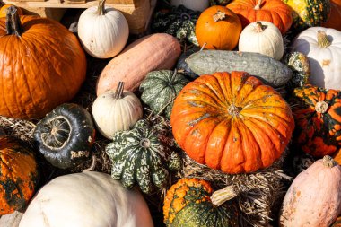 Çeşitli şekil ve renkte kabak ve kabaklar saman üzerinde sergilenir. Taze sonbahar hasadı canlı mevsimsel dokularla dolu kırsal bir festival sahnesi yaratır..