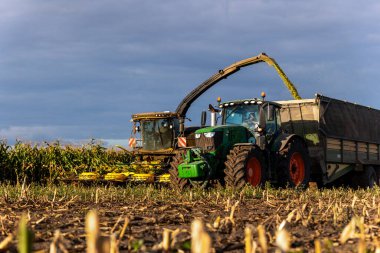 Çağdaş biçerdöver kombinatörü mısır tarlası mısır tarlası mısır tarlası güneşli bir sonbahar sabahı ve bulutlu bir gökyüzü. Ağır tarım makineleri çalışıyor. Çiftlik hayvanları mısırla besleniyor.