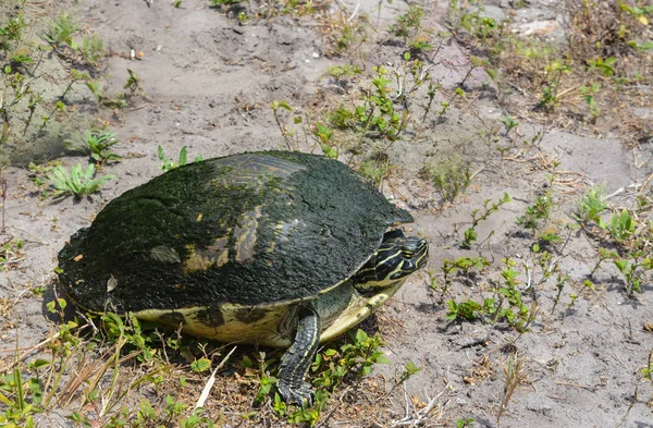 Żółwia Seminole Florida — Zdjęcie stockowe