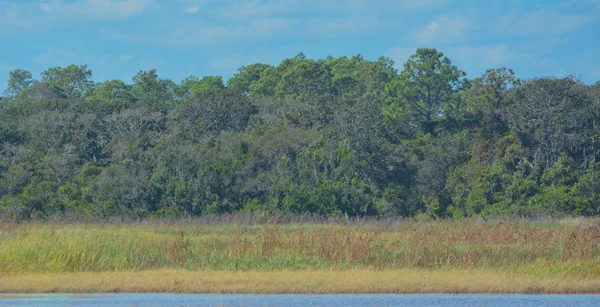Guana River Area Gestione Della Fauna Selvatica Florida — Foto Stock