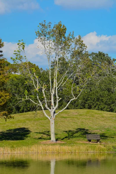 Eine Bank Über Der Bucht Seminolsee Seminole Florida — Stockfoto