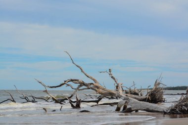 Dalgaların karaya attığı odun Beach, büyük Talbot Island State Park, Duval county, Atlantik Okyanusu, Florida