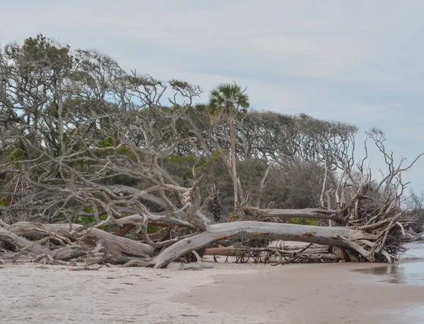 Driftwood Пляж Big Talbot Острів State Park Дюваль County Атлантичний — стокове фото
