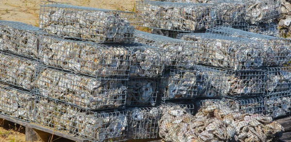 Eastern Oyster recycling project, St Johns County Florida