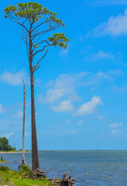 Fenyő George Hang Közelében Carrabelle Franklin Megye Florida — Stock Fotó