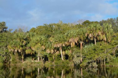 Kathryn Abbey Hanna Park, Duval County, Jacksonville, Florida kıyı yansıması.