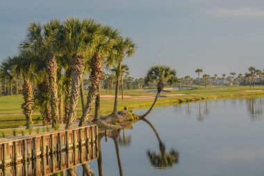 Vedra Gölü 'ndeki palmiye ağaçları. Ponte Vedra Plajı, Florida