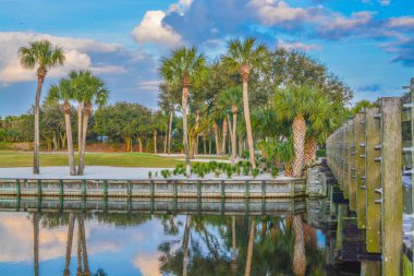 Vedra Gölü 'ndeki palmiye ağaçları. Ponte Vedra Plajı, Florida