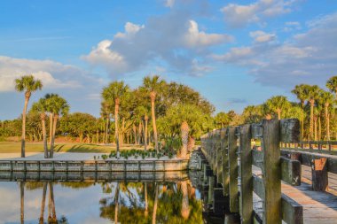 Vedra Gölü 'ndeki palmiye ağaçları. Ponte Vedra Plajı, Florida