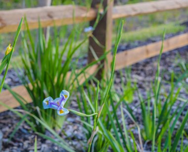 Beyaz ve mavi Iris, çiçek, açan, Plantae