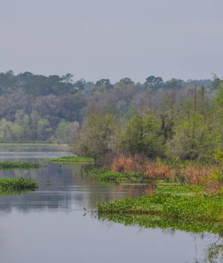 Ichetucknee Springs State Park, Florida Suwanee Nehri üzerinde bir koy