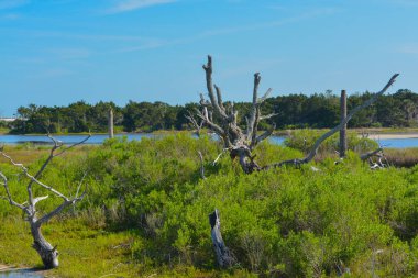Big Talbot State Park, Jacksonville, Duval County, Florida Usa noktasındaki sawpit Creek