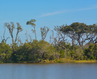 Big Talbot State Park, Jacksonville, Duval County, Florida Usa noktasındaki sawpit Creek