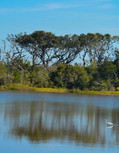 Ssapit Creek Big Talbot State Park Джексонвілле Дуваль Каунті Штат — стокове фото