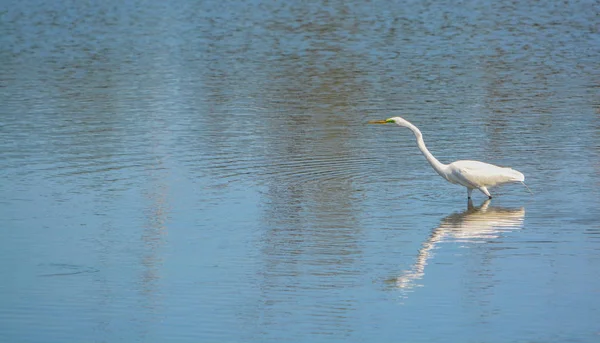 Velký Bílý Heron Ostrově Big Talbot Island State Park Jacksonville — Stock fotografie