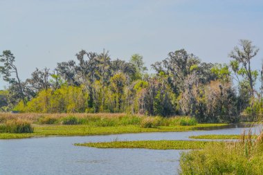 Tidal tatlısu bataklık, Savannah National Wildlife Refuge, Hardeeville, Jasper County, Güney Carolina ABD