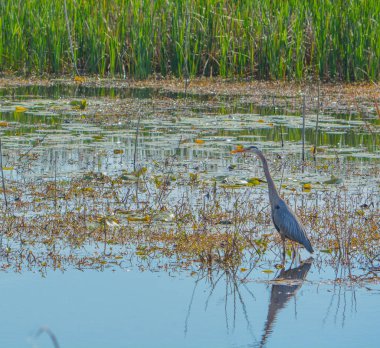 Büyük mavi balıkçıl, Savannah Ulusal Yaban hayatı sığınağında Ardea herodias, Hardeeville, Jasper County, Güney Carolina Usa