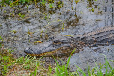 Savannah National Wildlife Refuge, Hardeeville, Jasper County, Güney Carolina ABD 'de American Alligator Mississipplensis
