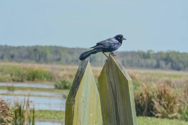 Meghatározatlan Grackle Blackbird Savannah National Wildlife Refuge Hardeeville Jasper County — Stock Fotó