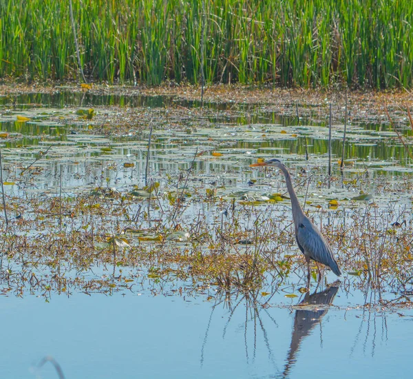 Μεγάλος Γαλάζιος Ερωτός Ardea Ηρωδίας Στο Εθνικό Καταφύγιο Άγριας Ζωής — Φωτογραφία Αρχείου